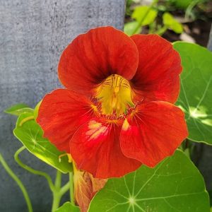 Nasturtium ( orange) - 5 seeds