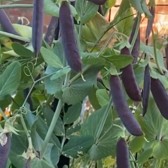 Purple podded peas - 30 seeds