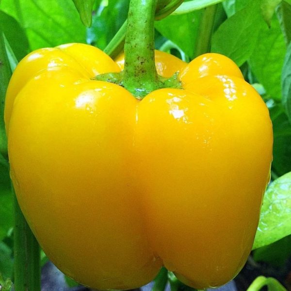 2024/11/20241109_211459.jpg Yellow bell pepper - 15 seeds