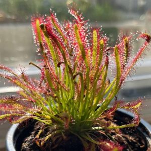 Drosera capensis - 25 seeds