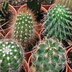 Mixed cactus- 25 seeds
