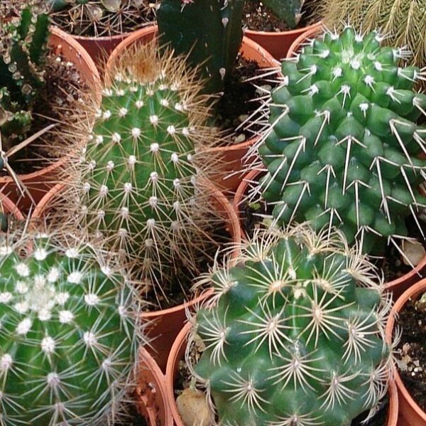 Mixed cactus- 25 seeds