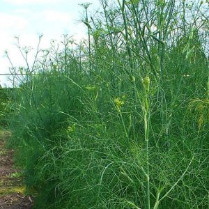 Green fennel - 50 seeds