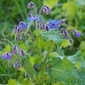 Borage - 20 seeds