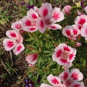 Godetia azalea - 100 seeds