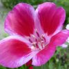 Godetia azalea - 100 seeds