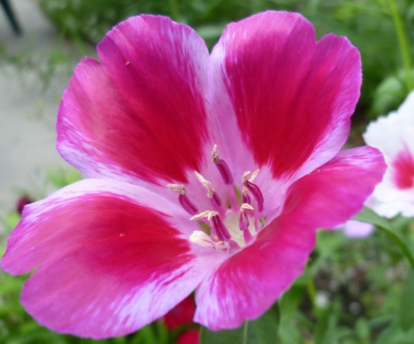 Godetia azalea - 100 seeds