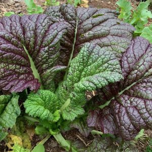 Giant red mustard - 200 seeds