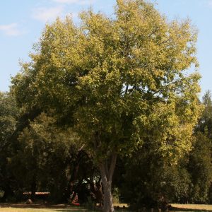 Cape stinkwood - 10 seeds