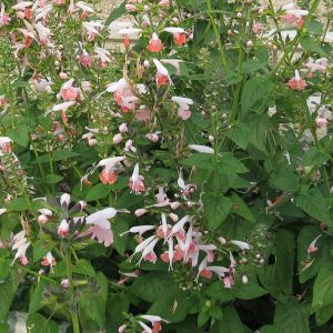 Salvia coccinea pink - 25 seeds