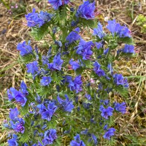 Vipers bugloss - 10 seeds
