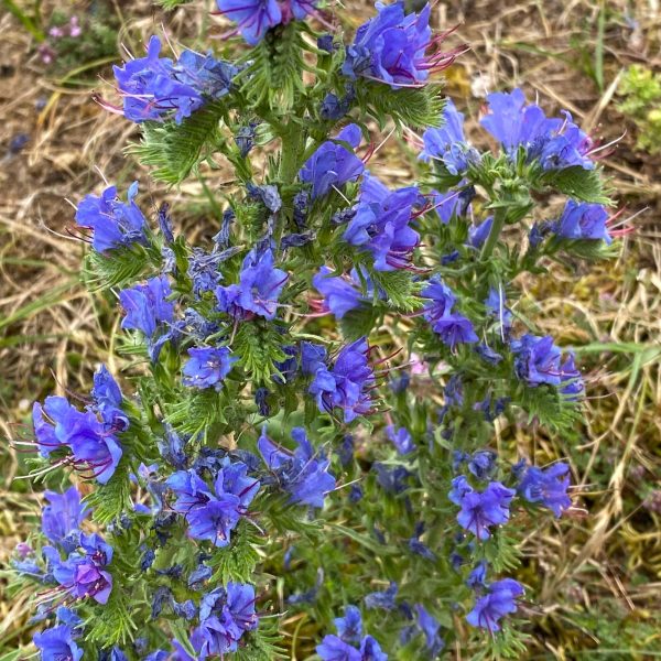 Vipers bugloss - 10 seeds