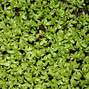 Cress - 200 seeds