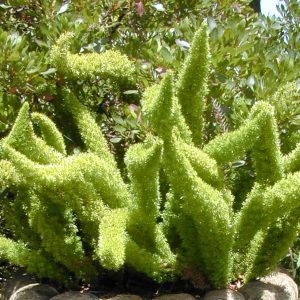 Foxtail fern - 5 seeds