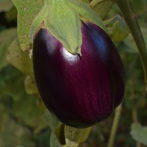 Eggplant 'black beauty' - 25 seeds