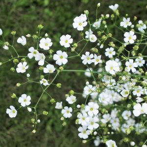 Gypsophila elegans - 100 seeds