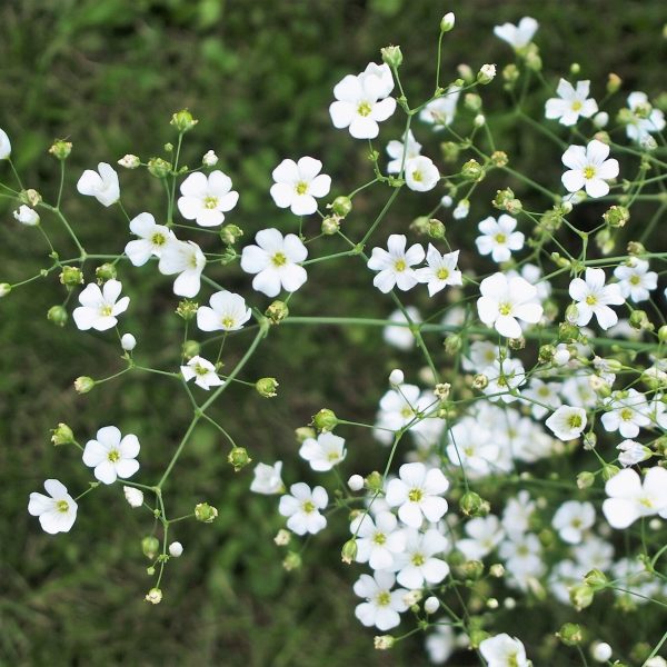 Gypsophila elegans - 100 seeds