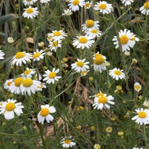 German chamomile - 200 seeds