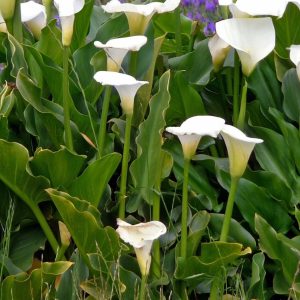 Arum lily (white) - 15 seeds