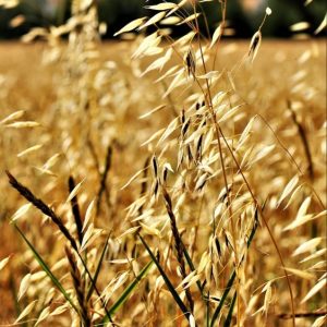 Black oats - 200 seeds