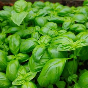 Basil green - 100 seeds