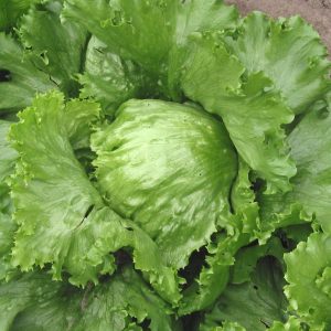 Lettuce 'great lakes' - 200 seeds