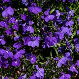 Lobelia erinus 'crystal palace' - 200 seeds
