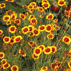 Coreopsis tinctoria - 50 seeds