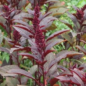 Red garnet amaranth - 100 seeds