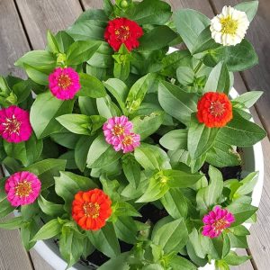 Zinnia 'thumbelina' - 50 seeds