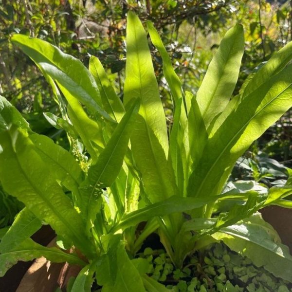 Sword leaf lettuce - 25 seeds