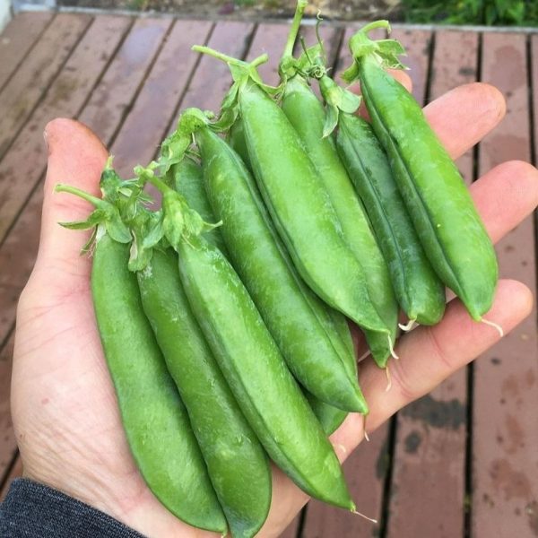 2024/11/20241110_112008.jpg Pea 'alderman' - 20 seeds