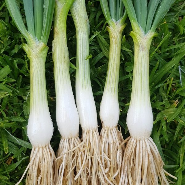 Spring onion 'white lisbon' - 200 seeds