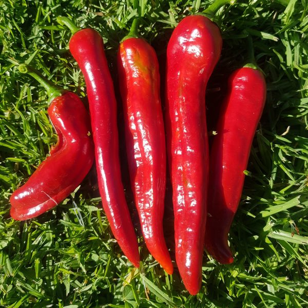 Long red paprika - 20 seeds