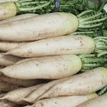 Daikon - 100 seeds