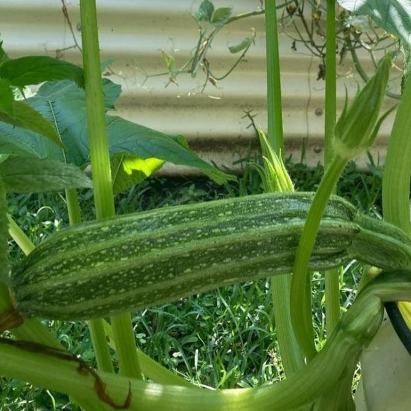 Zucchini  'romanesco' - 5 seeds