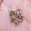 Teosinte - 10 seeds