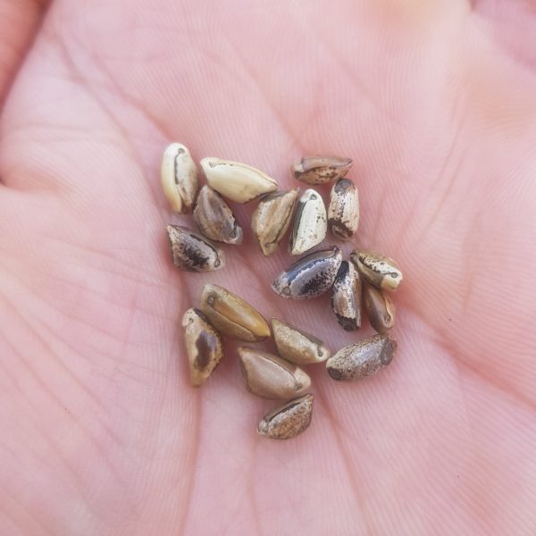 Teosinte - 10 seeds