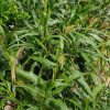 Teosinte - 10 seeds