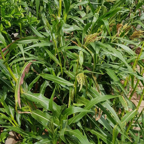 Teosinte - 10 seeds