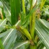 Teosinte - 10 seeds