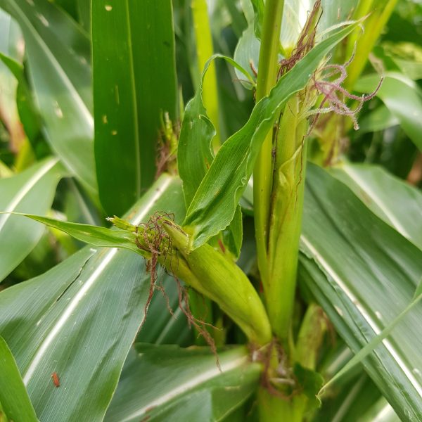 Teosinte - 10 seeds