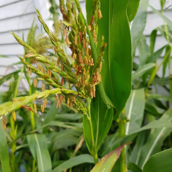 Teosinte - 10 seeds