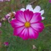 Cosmos pink mix- 25 seeds