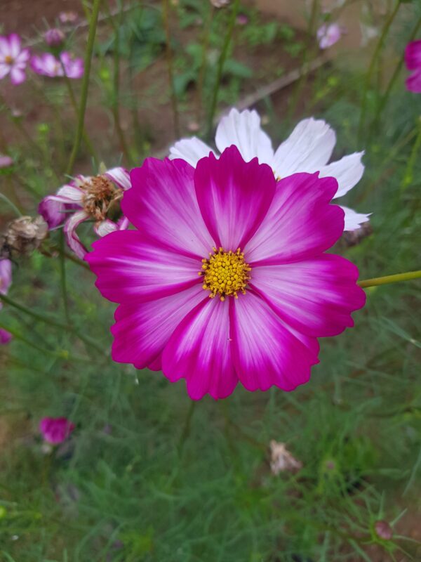 Cosmos pink mix- 25 seeds