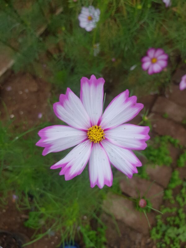 Cosmos pink mix- 25 seeds