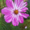 Cosmos pink mix- 25 seeds