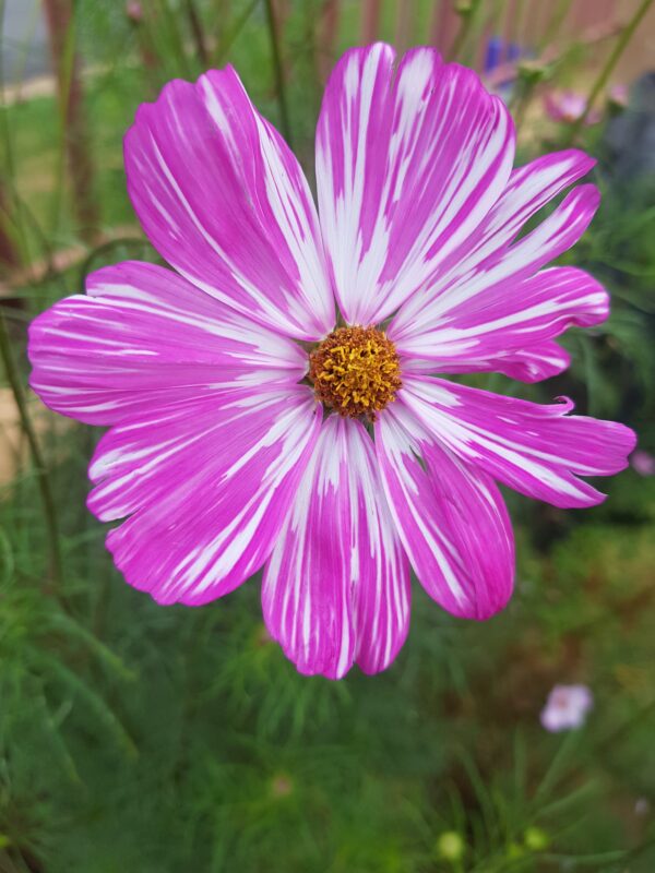 Cosmos pink mix- 25 seeds