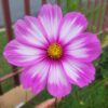 Cosmos pink mix- 25 seeds
