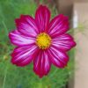 Cosmos pink mix- 25 seeds